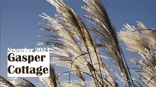 Ornamental grasses and frosty seed heads sparkle in the sun.