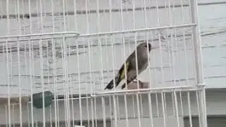 Саба маст щегол