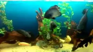 ПИРАНЬЯ,скалярия,северум...