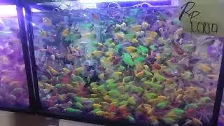 Harga Ikan GloFish Terbaru pasar ikan jatinegara