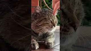 ✨ Барсик живет в райском саду.