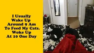 50 Of The Funniest I Woke Up To This” Moments That Have Ever Happened To Pet Owners”