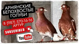 Армянские белохвостые голуби Артура. г.Саранск тел. 8 (987) 570-16-16