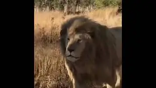 Face to face with the king!