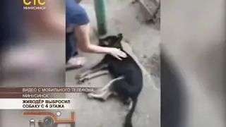 Живодёр выбросил собаку с 4 этажа