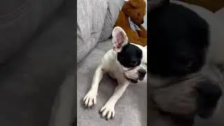 💃