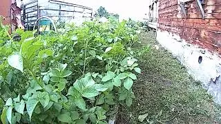 ВЕДРО КАРТОФЕЛЯ С КУСТА!БЕЗ ПРОПОЛКИ И ТРАДИЦИОННОГО ОКУЧИВАНИЯ!