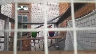 катта турдаги кушлар // katta turdagi qushlar