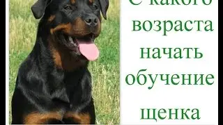 С какого возраста дрессировать щенка? с какого возраста начать обучение собаки?