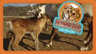 Petting Zoo: It's Baby Reindeer Season!