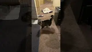 Teaching My Shiba Inu to Be Nice  to Cats