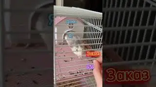 Я и Вайлдберриз) И вот как выглядит моя крыса) 