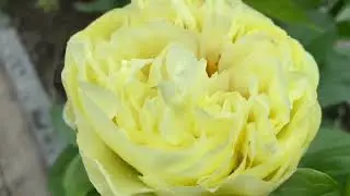 Лемон Шифон(Lemon Chiffon )
