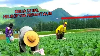 perawatan tanaman karipurawa/kembang kol di Jepang!!!