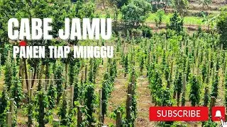 CABE JAWA !! CABE JAMU PANEN TIAP MINGGU