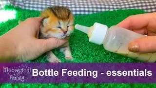 🍼 How to feed a newborn kitten?