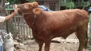 TERNAK SAPI BERKUALITAS DENGAN METODA ORGANIK