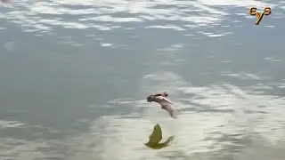 Водяная ночница вылетела днём / Daubenton's bat hunting at daylight