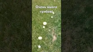 Грибы в горах