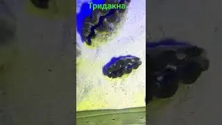 Тридакна в "Калипсо Аква"