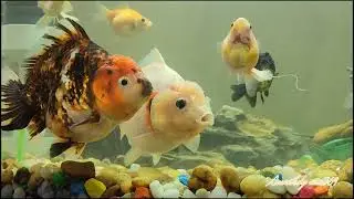 Aquarium...for entertainment 03 February 2025