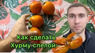 как сделать хурму спелой и не терпкой