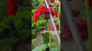 Please don't kill spiders at home.
