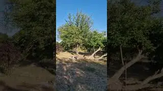 Полтавщина, прекрасный сад, сочные краски лета, 24.07.24