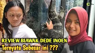 Luar biasa biawak dede inoen tak di sangka sebesar ini #tiktok #viral #trending #barong