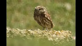 little owl - athene noctua indigena - ჭოტი
