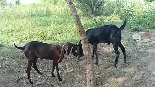 Set of Beautiful Beetal Goats #beetalgoats