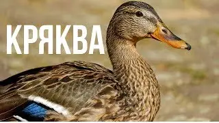 Кряква . Охота на крякву