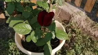Моя роза/история её развития
