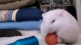 Hamster Chewing ASMR Parody #asmr