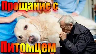 How to Know if Your Pet is About to Die | Pets