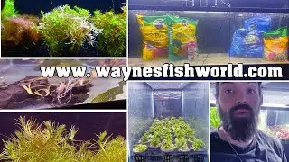 Site Launch and dirting 125 gallon display planted tank