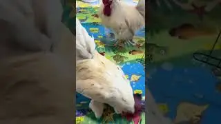 cute rooster 