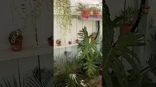 My start up Garden, hope you guys like it lol #plantita #plants #outdoorplants #succulents #garden