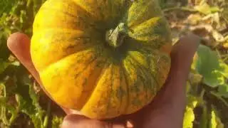 Minyatür Turuncu -yeşil çizgili dilimli süs kabağı