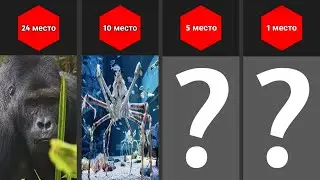 Самое Большое Животное на Земле?