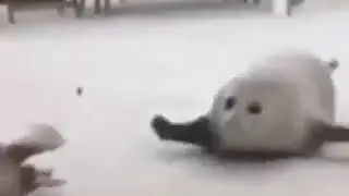 Морские котики