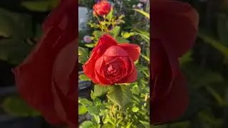 Мамо, ти мене народила для волі