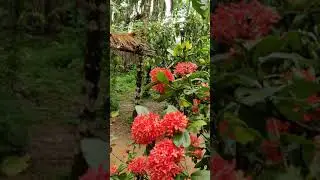 Flower & butterfly.