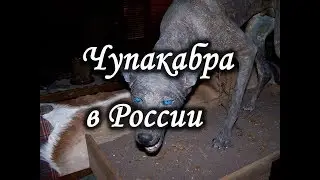 Чупакабра - существо из другого измерения. Лаборатория Гипноза.