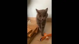TIKTOK FUNNY CAT GAGS
