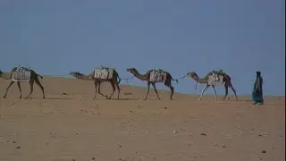Le "navi" del deserto: cammelli e dromedari