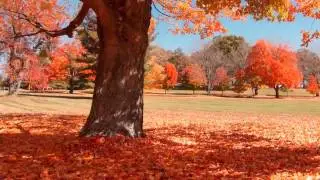 Apples From Mars    Your September episode 3