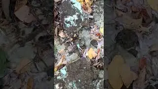 шершень откусывает бошку