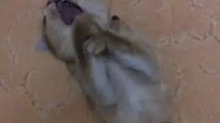 Котзилла