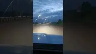Маленький лосенок скачет по дороге деревни Большая Талда 
